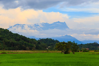 Scenic view of agricultural field against sky