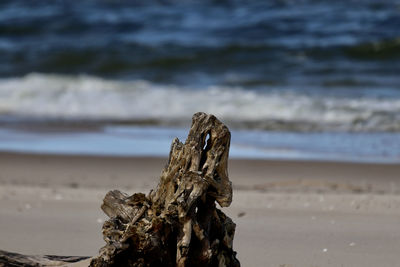 Close-up of driftwood on beach