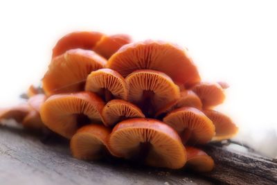 Close-up of fungus on wood