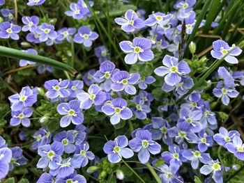 Close-up of purple flowering plants