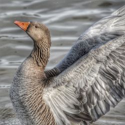 Close-up of duck