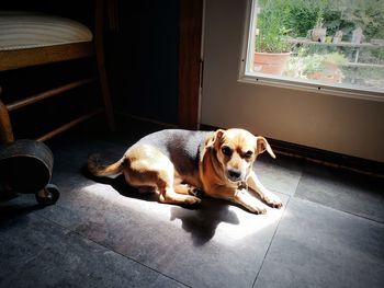 Portrait of dog lying on floor at home