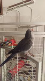 View of bird perching in cage at home