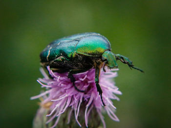 Close-up of insect on purple flower