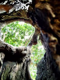 Close-up of tree trunk in forest