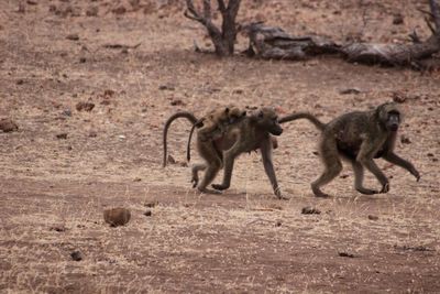 Monkeys walking on field