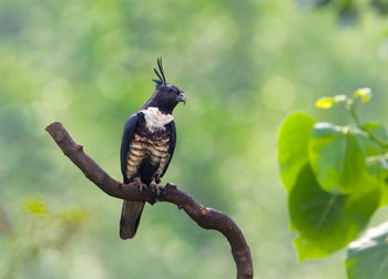 Black baza perching on branch