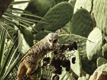 Close-up of lizard on tree