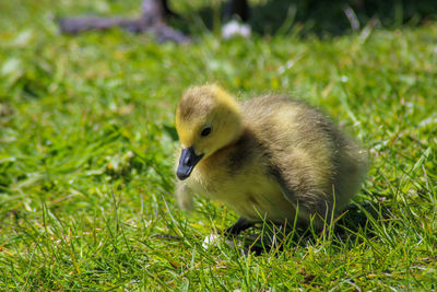 Goslings in the grass