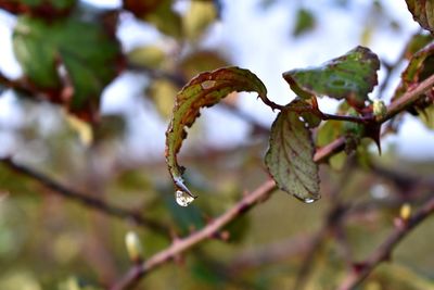 Close-up of leaves on branch