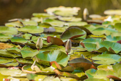 Close-up of lotus leaves floating on lake