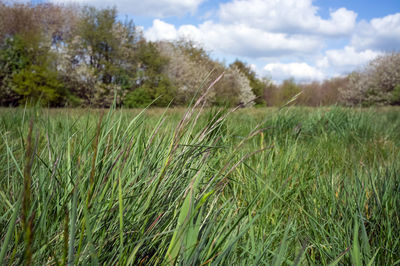 Close-up of wheat growing on field against sky