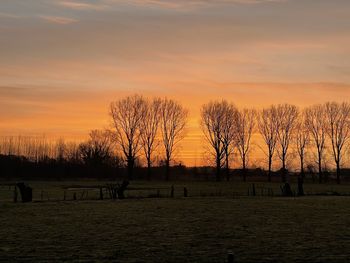 Silhouette trees on field against sky during sunset