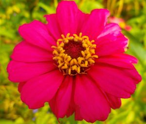 Close-up of pink flower blooming outdoors