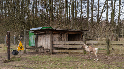 View of a horse in the forest
