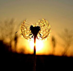 Close-up of dandelion
