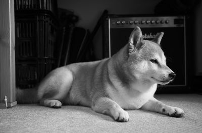 Close-up of a dog resting at home