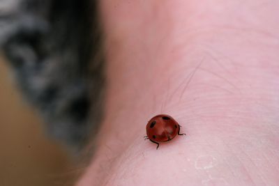 Close-up of ladybug on finger