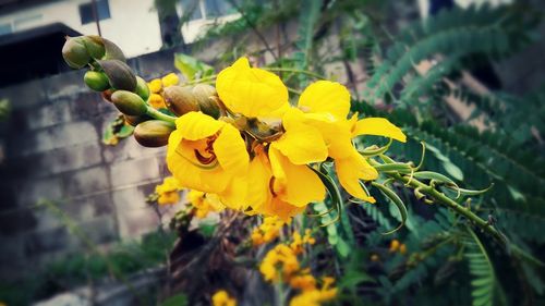 Close-up of yellow flower