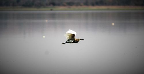 Bird flying over calm lake