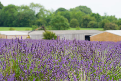 Purple flowering plants on field