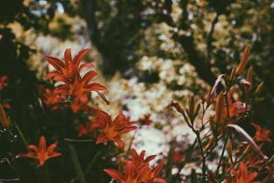 Close-up of red flowers