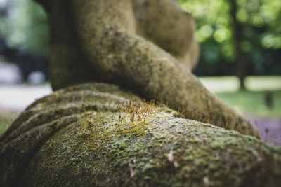 Close-up of moss on rock