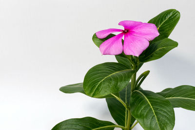 Close-up of purple flowering plant against white background