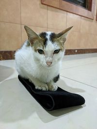 Portrait of cat sitting on floor