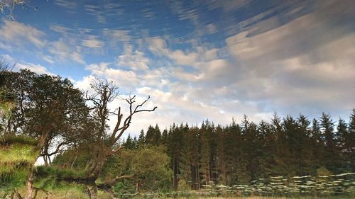 Trees growing in farm against sky during sunset