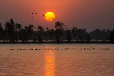 Birds flying over lake against sky during sunset