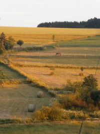 Scenic view of grassy field against sky