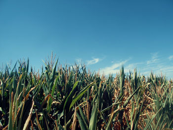 Plants growing on field against clear blue sky