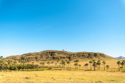 Scenic view of field against clear blue sky