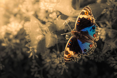 High angle view of butterfly on flower