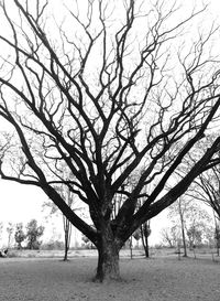 Bare tree on landscape against sky