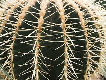 Full frame shot of cactus