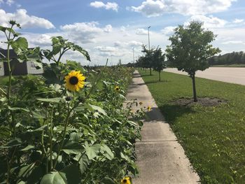 Scenic view of sunflower field against sky