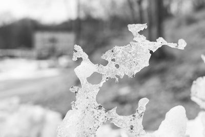 Close-up of frozen leaf against sky