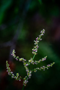 Close-up of purple flowering plant