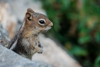 Close-up of squirrel on rock