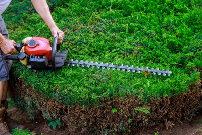Low section of man using hedge clippers by plant