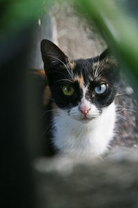 Close-up portrait of black cat