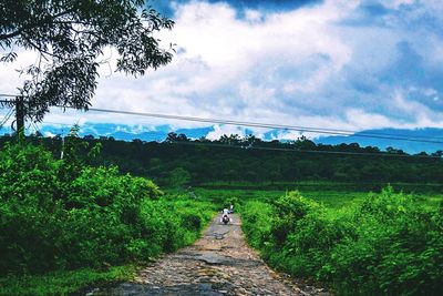 Rear view of woman walking on road amidst trees against sky