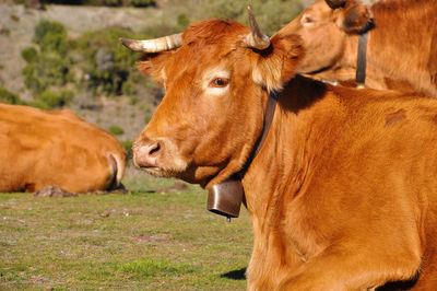 Cows in a field