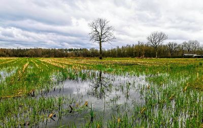 Scenic view of field against sky