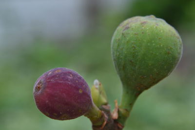 Close-up of fruits growing on plant