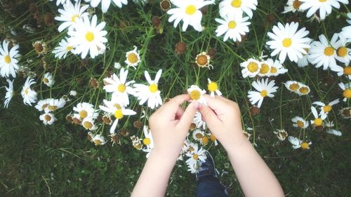 Close-up of a daisy holding daisy flowers