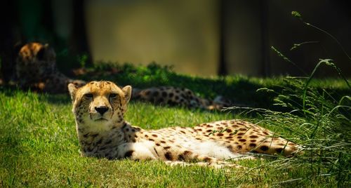 Portrait of cheetah relaxing on grassy field