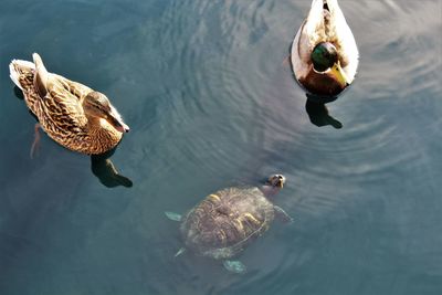 High angle view of mallard dusks and turtle swimming in lake